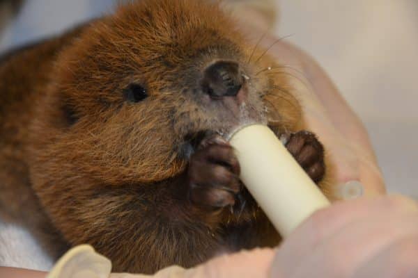 A beaver chewing on a toothbrush while Fox Valley 30/50 Milk Replacer/Formula is nearby.