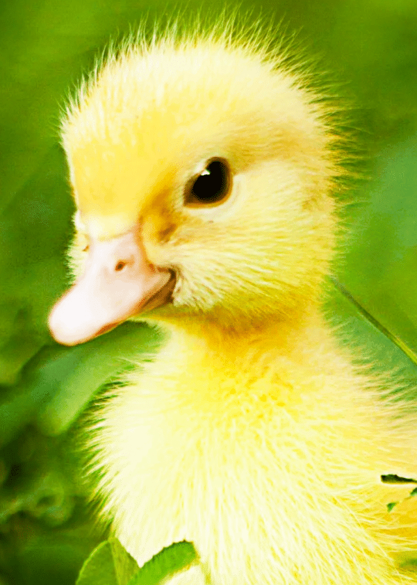 Tea Time for chicks and ducklings